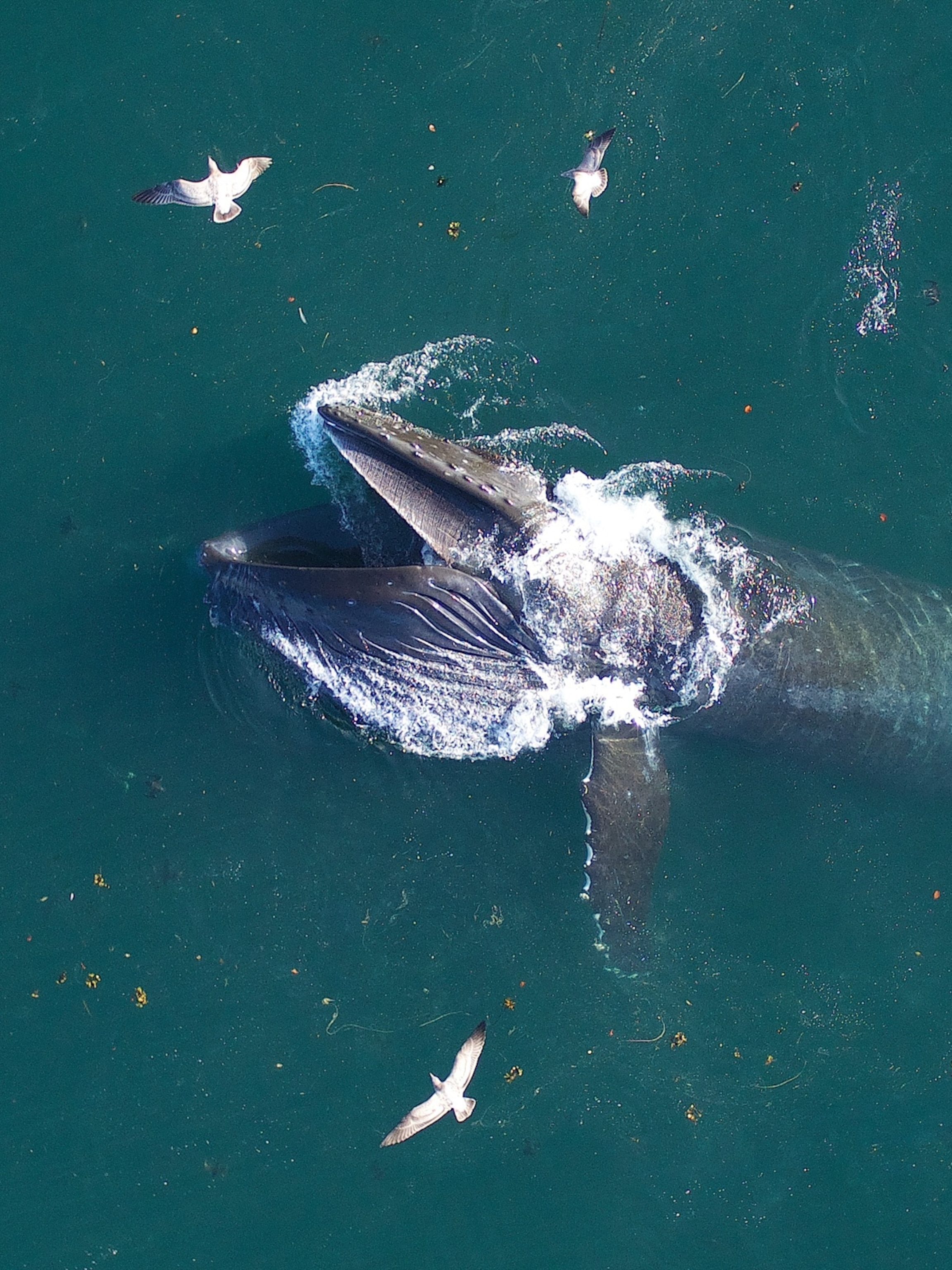 Whale Eating Human whale-eating-human